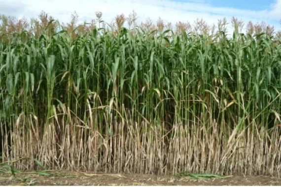 Насіння сорго АМІГГО RAGT на продаж - фото № 1