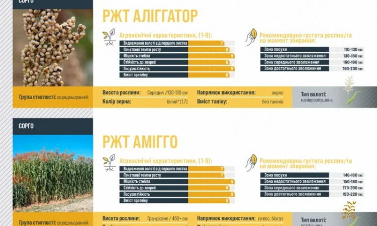 Насіння сорго АЛІГГАТОР RAGT - фото № 1