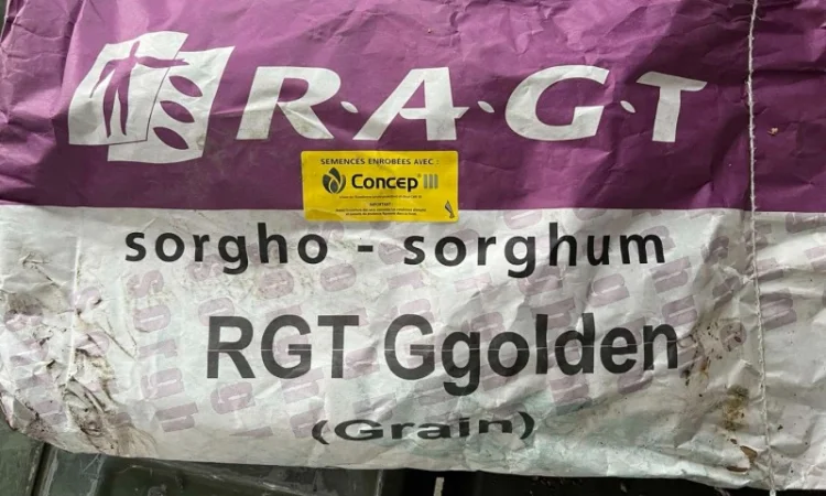 Сорго зернове - РЖТ Гголден - фото № 1