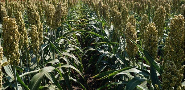 Сорго Ютамі ( Yutami) - гібрид зернового сорго - фото № 1