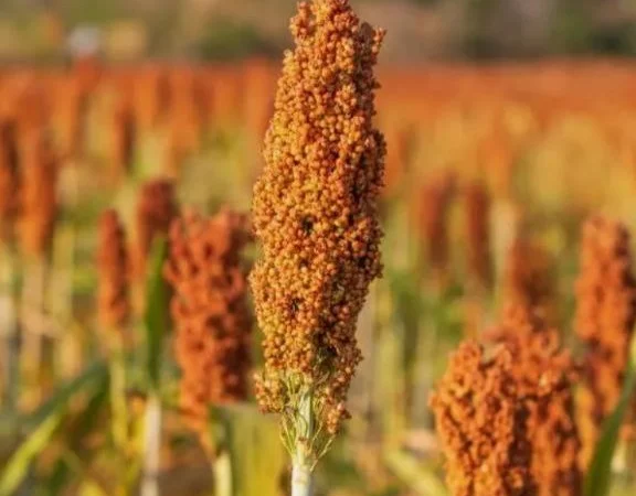 Зернове сорго Кейто, 115-125 днів, урожай - 2016 - фото № 1
