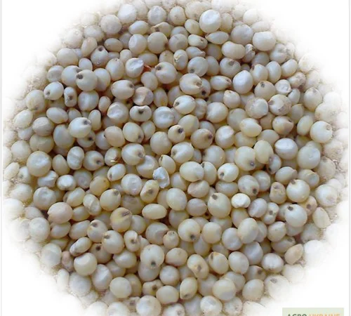Закупаем сорго белое, красное - фото № 1