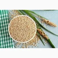 Продам сорго біле 500т, Кіровоградська обл - фото № 1