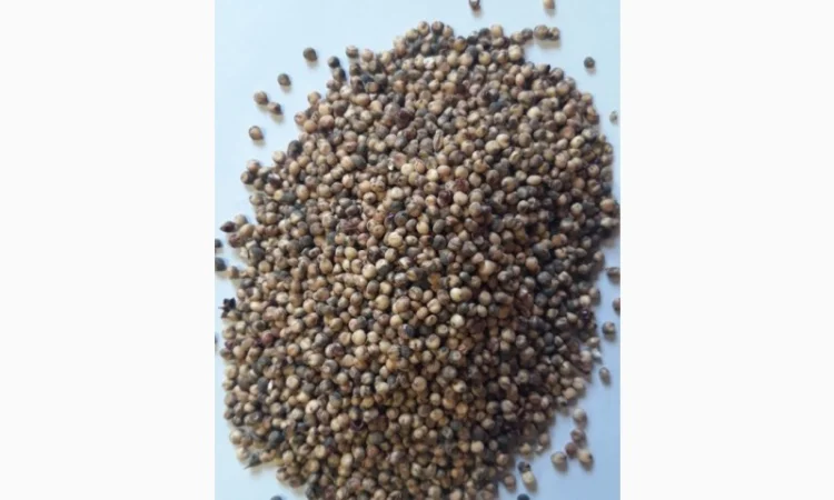 Закупаем Сорго некондиционное - фото № 1