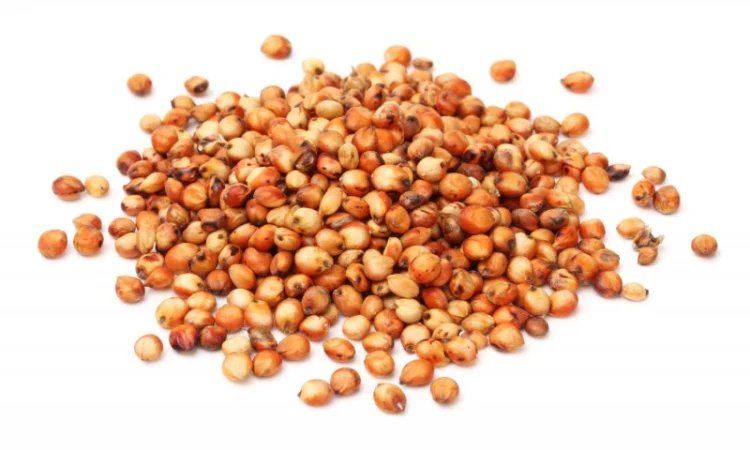 Куплю Сорго - фото № 1