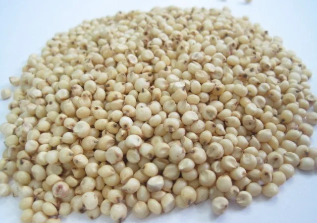 Крупозавод купує зерно білого сорго на постійній основі - фото № 1