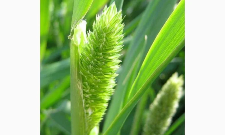 Продам канареечник - фото № 1