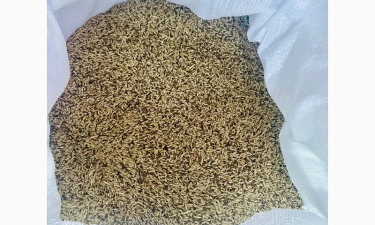 Продам конореечное просо корм для попугаев и конореек - фото № 1