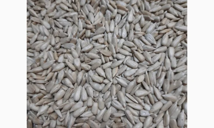 Зерновые Лён, Мак, Тмин, Чечевица, Кориандр, Ядро тыквы, Ядро подсолнуха - фото № 4