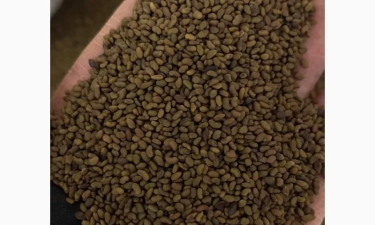 Продам люцерну сорт "Регіна", "Власта", "Банат", ГМО - фото № 1