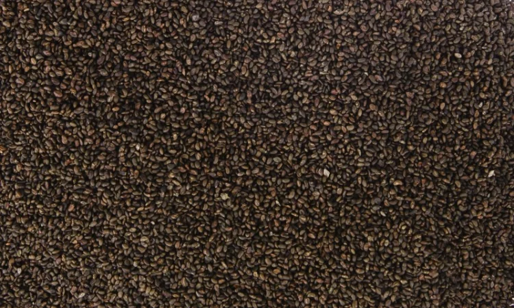 Продам люцерну сорт "Регіна", "Власта", "Банат", ГМО - фото № 2