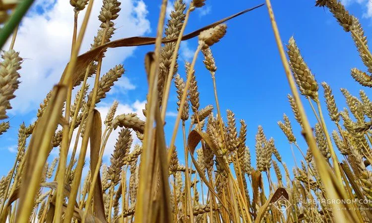 Закупим пшеницю, кукурузу - фото № 1