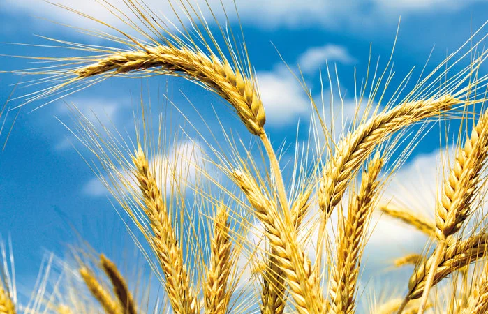 Пропонуємо портії зерна на умовах FCA або DDP///We offer grain portions on FCA or DDP term - фото № 1