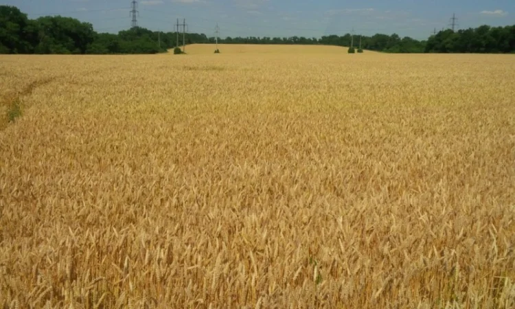 Куплю отход овсяного, ячменного, пшеничного производства, шелуху - фото № 1