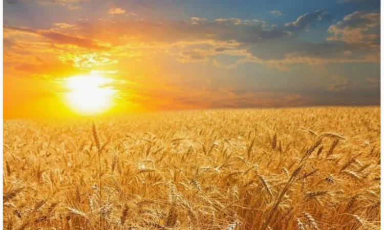 Куплю зерно - фото № 1