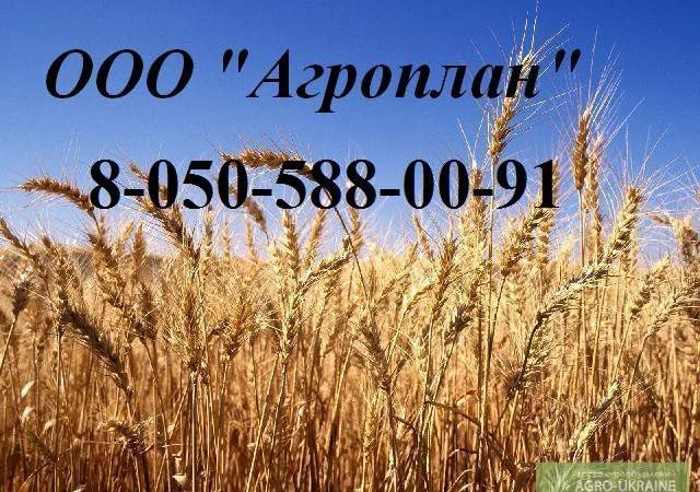 Головневые, синегузочные и проросшие: пшеницу, кукурузу - фото № 1