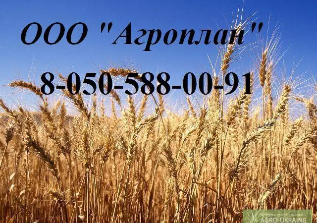 Головневые, синегузочные и проросшие: пшеницу, кукурузу - фото № 1
