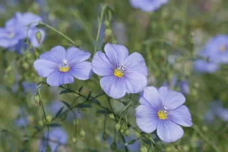 Організація закупляе зернові, відходи зернових, крупи та іншу продукцію - фото № 9