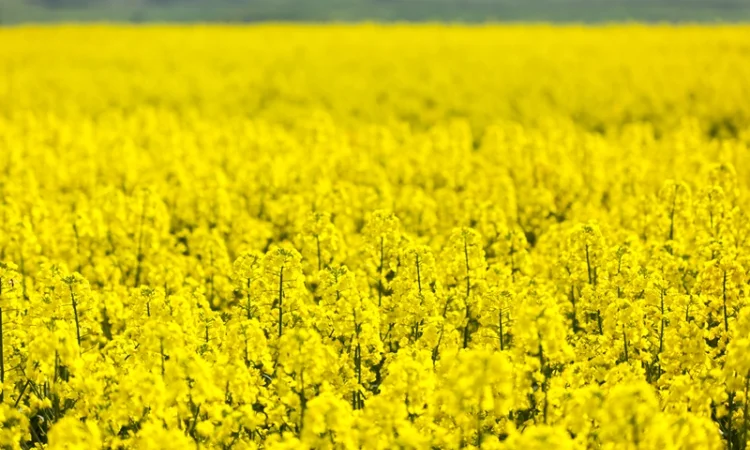 Організація закупляе зернові, відходи зернових, крупи та іншу продукцію - фото № 10