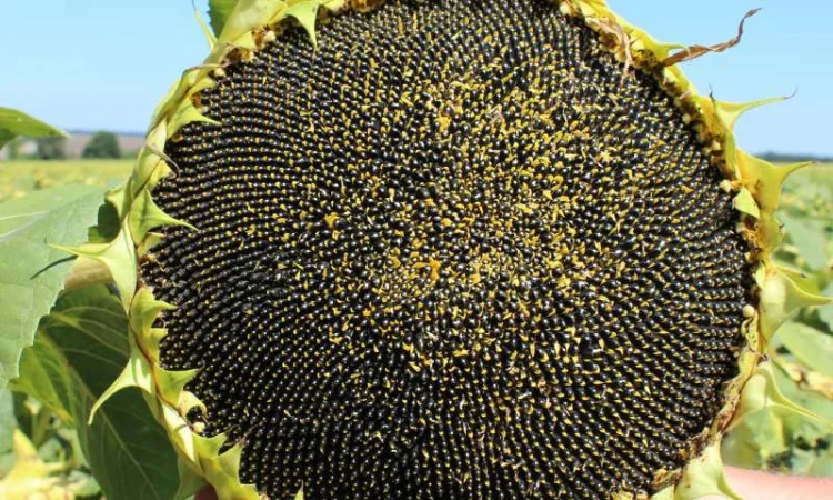 Організація закупляе зернові, відходи зернових, крупи та іншу продукцію - фото № 11