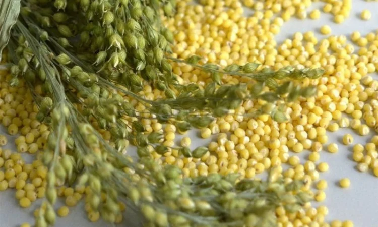 Організація закупляе зернові, відходи зернових, крупи та іншу продукцію - фото № 5