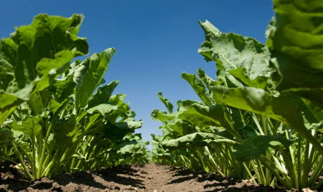 Організація закупляе зернові, відходи зернових, крупи та іншу продукцію - фото № 7