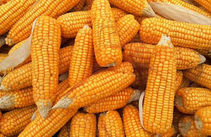 Есть покупатели пшеницы и кукурузы с эливаторов и хозяйств с всей Украины 1 000 тонн - фото № 1