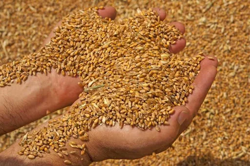 Куплю фуражную пшеницу и рапс - фото № 1