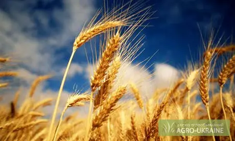 Закупаємо ячмінь, пшеницю, кукурудзу, соняшник, ріпак, льон, гірчицю, горох, сою. - фото № 2