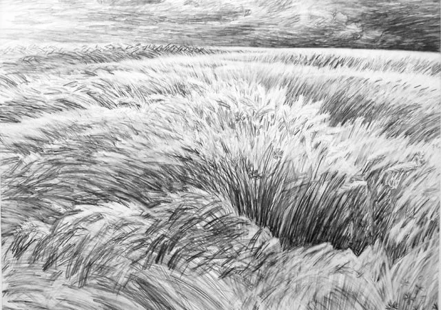 Закупаем Пшеницу и Ячмень Нового урожая.Оплата быстро - фото № 1