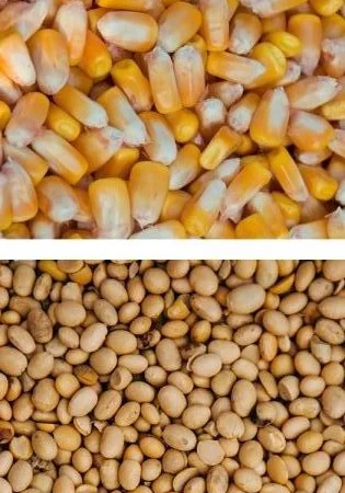 Закуповуємо кукурудзу некондиційну, сою половинки - фото № 1