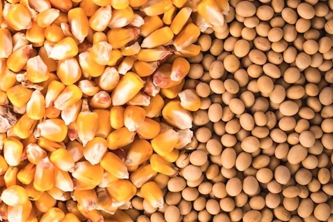 Куплю сою половинки, кукурузу некондиционную. Самовывоз - фото № 1