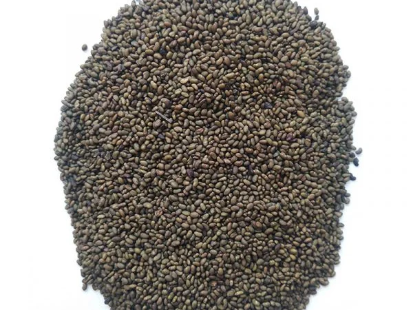 Насіння люцерни магнічена - фото № 1