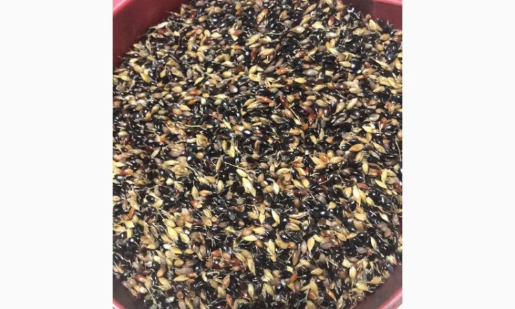 Насіння Суданка - фото № 1