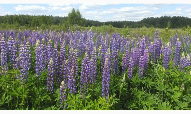 Продам семена Люцерны, многолетних, газонных трав, сидератов - фото № 1