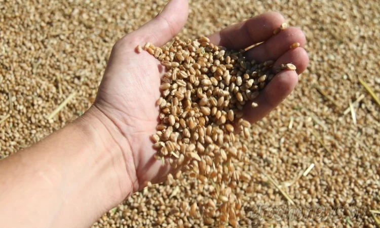 Купим некондицию зерновых - фото № 1