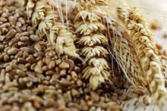 Постійно закуповую з самовивозом зерновідходи та некондицію. Самовивіз - фото № 1