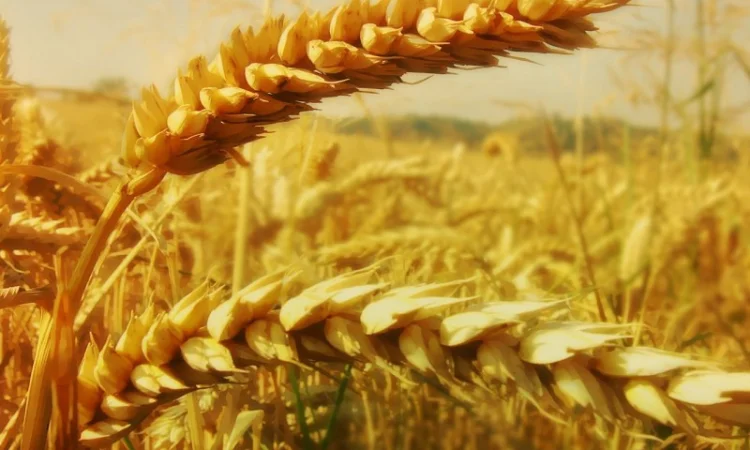 Куплю зернові - фото № 1