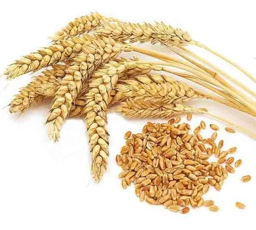 Купуємо зерновідходи бобових, зернових, олійних культур - фото № 1