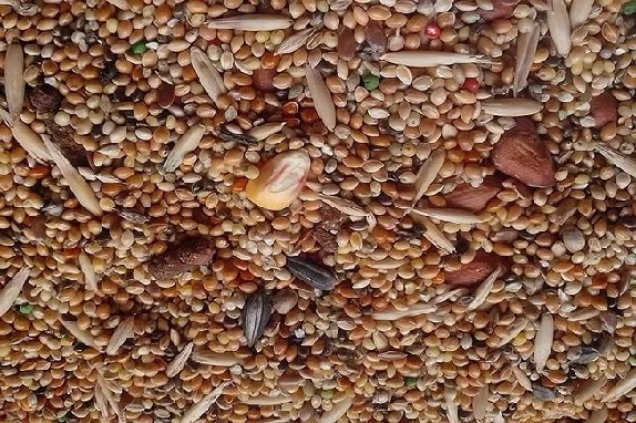 Куплю прострочений посівний матеріал, некондицію, зерновідходи - фото № 1