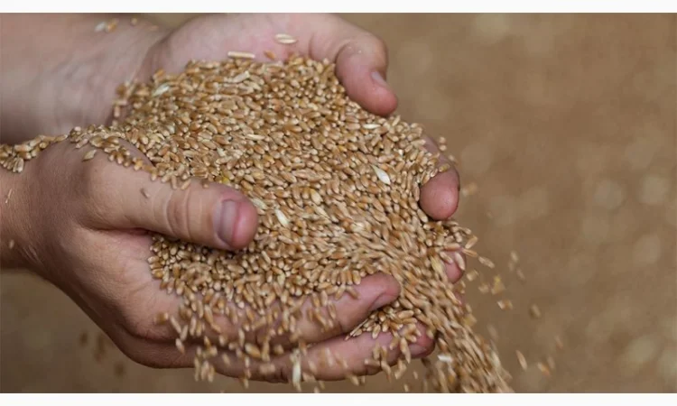 Постоянно закупаем зерноотходы, некондицию - фото № 1