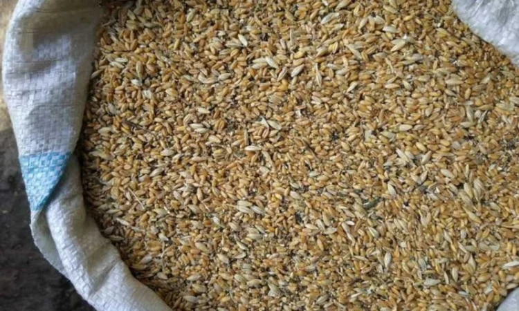 Постійно купуємо зерновідходи та некондиційне зерно - фото № 1