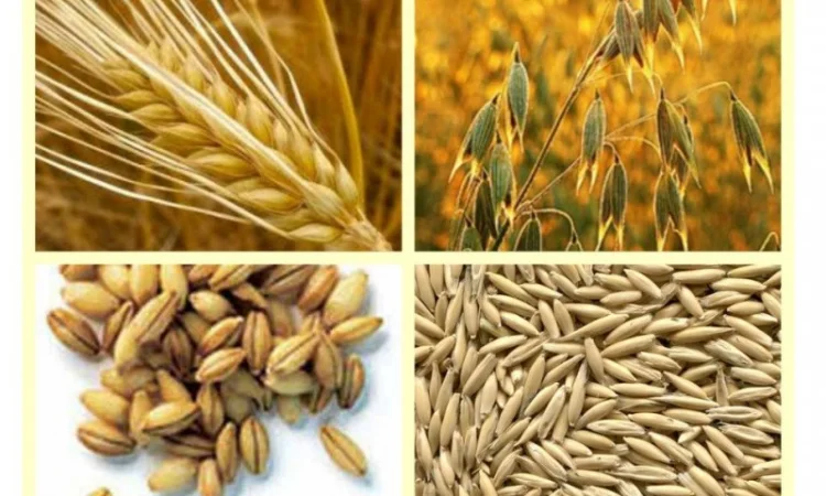 Куплю некондиционное зерно. Отходы зерновых, бобовых, масличных - фото № 1