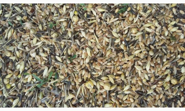 Закуповуємо зернові відходи, некондицію. Працюємо з посередниками - фото № 1