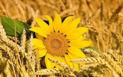 Постійно купуємо зерновідходи, некондицію. Працюємо з посередниками - фото № 1