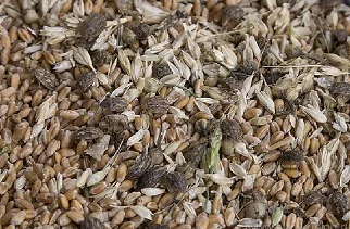 Некондиция, зерноотходы, куплю. Масличные, бобовые, зерновые - фото № 1