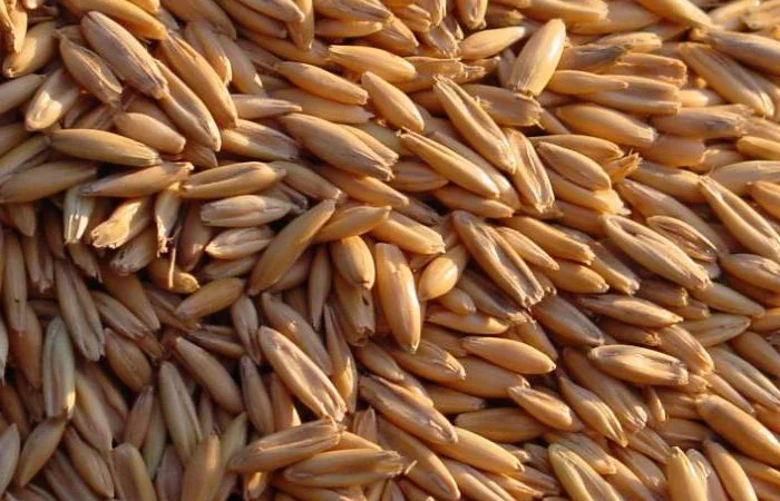 Кукуруза, соя, фуражная пшеница. Закупка - фото № 1