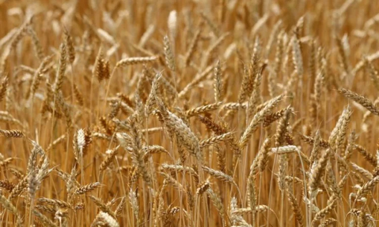 Закупаем все зерновые, некондицию, зерноотходы - фото № 1