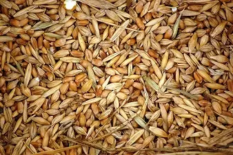 Куплю зерновые, бобовые, некондицию, зерноотходы - фото № 1