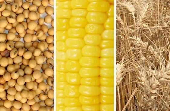 Кукуруза, пшеница, соя куплю - фото № 1